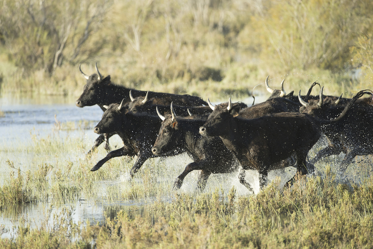 camargue_taureaux - @croisieurope