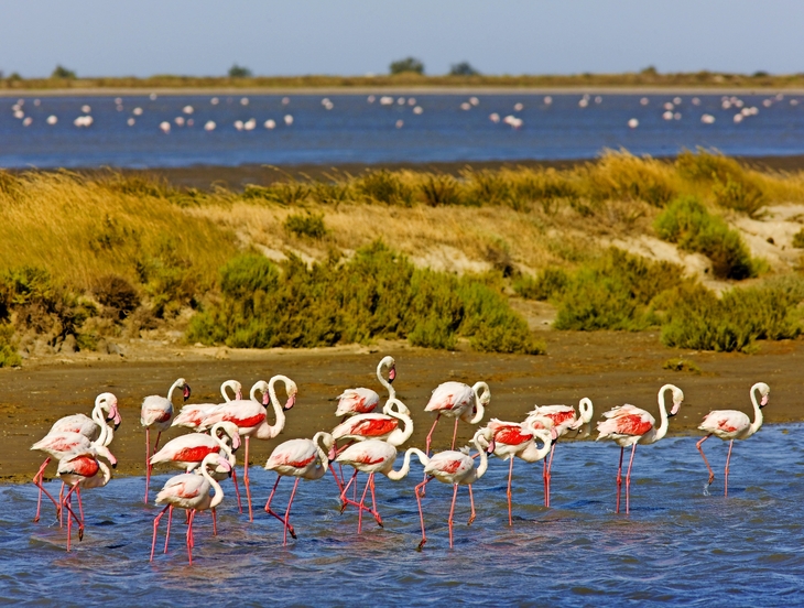 Flamingos in der Camargue in der Provence im Süden Frankreichs - © PHB.cz - stock.adobe.com