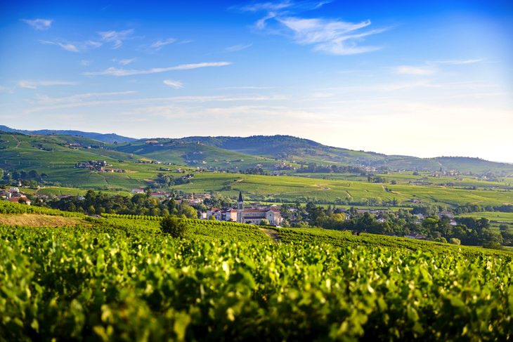 Weinbaugebiet Beaujolais in Frankreich - © Fontaine Gael