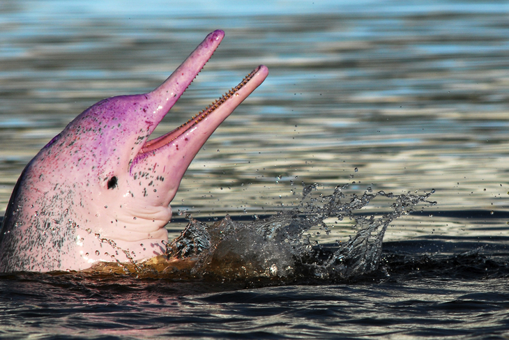 Amazonasdelfin - © think4photop - stock.adobe.com