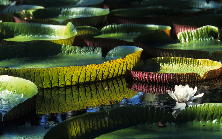 riesige Amazonas-Seerose im Botanischen Garten von Pamplemousse - © Seawaters - stock.adobe.com