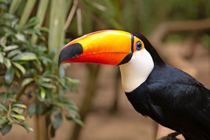 Tukan in den Regenwäldern Brasiliens - © filipefrazao - Fotolia