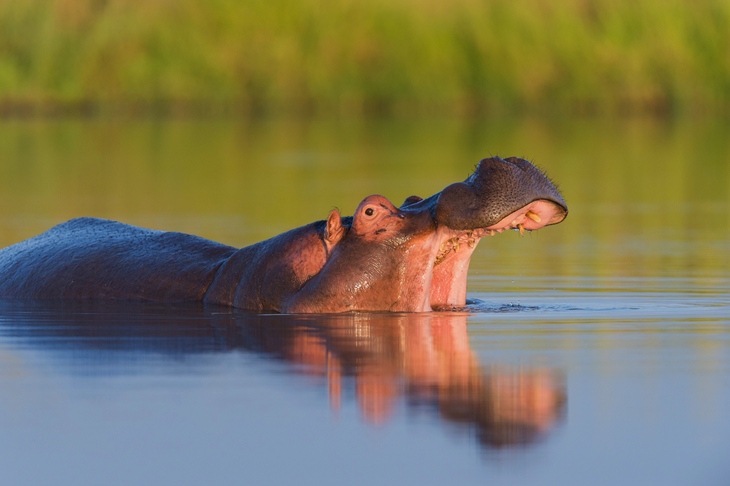 Nilpferd im Krüger Nationalpark - © Mark Dumbleton - stock.adobe.com