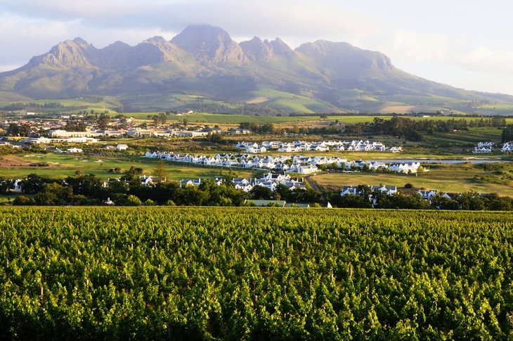 Weinanbau in Stellenbosch - Südafrika - © ClaraNila - stock.adobe.com