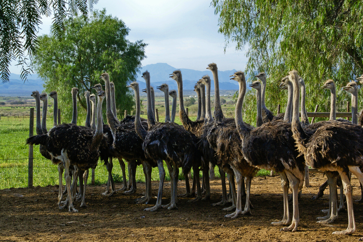 Weibliche Strauße stehen zusammen in einem Gehege auf einer Farm in Oudtshoorn, Südafrika - © Michele Burgess